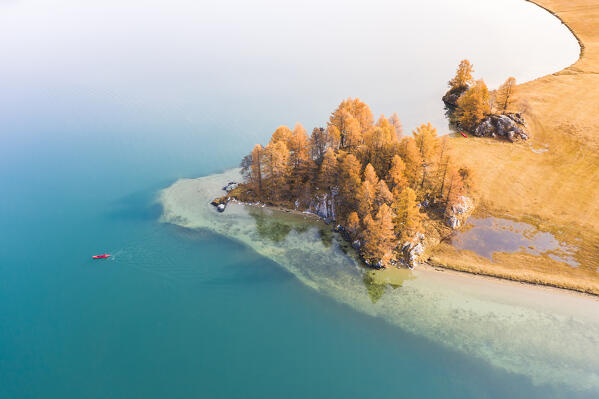 Switzerland, Canton of the Grisons, Maloja region, Sils im Engadin/Segl: group of orange-coloured larch trees in autumn, with kayak on Lake Sils.