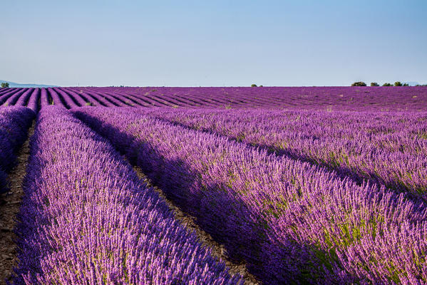 France, Provence Alps Cote d'Azur, Haute Provence, Plateau of Valensole. Lavender field in full bloom