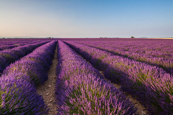 France, Provence Alps Cote d'Azur, Haute Provence, Plateau of Valensole. Lavender field in full bloom