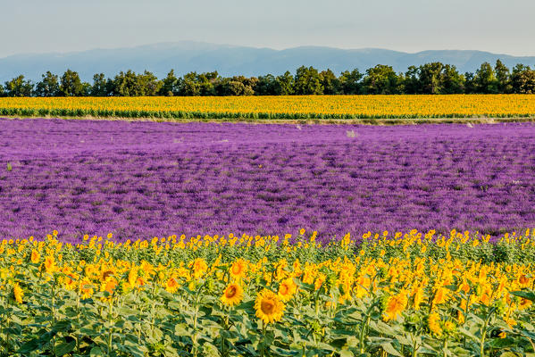 France, Provence Alps Cote d'Azur, Haute Provence, Plateau of Valensole. Lavender and sunflowers