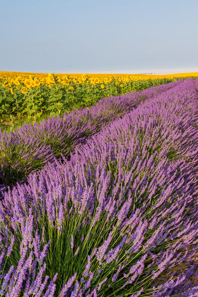 France, Provence Alps Cote d'Azur, Haute Provence, Plateau of Valensole. Lavender and sunflowers