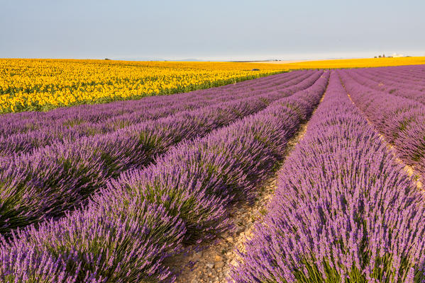 France, Provence Alps Cote d'Azur, Haute Provence, Plateau of Valensole. Lavender field in full bloom