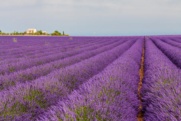 France, Provence Alps Cote d'Azur, Haute Provence, Plateau of Valensole. Lavender field in full bloom