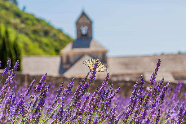 France, Provence Alps Cote d'Azur, Vaucluse. Senanque abbey