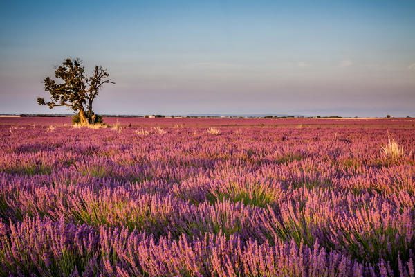 France, Provence Alps Cote d'Azur, Haute Provence, Plateau of Valensole. Lavender field in full bloom