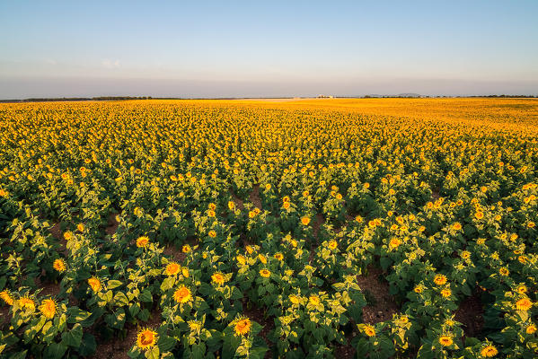 France, Provence Alps Cote d'Azur, Haute Provence, Plateau of Valensole. Lavender and sunflowers