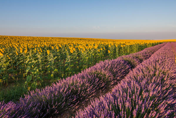 France, Provence Alps Cote d'Azur, Haute Provence, Plateau of Valensole. Lavender and sunflowers
