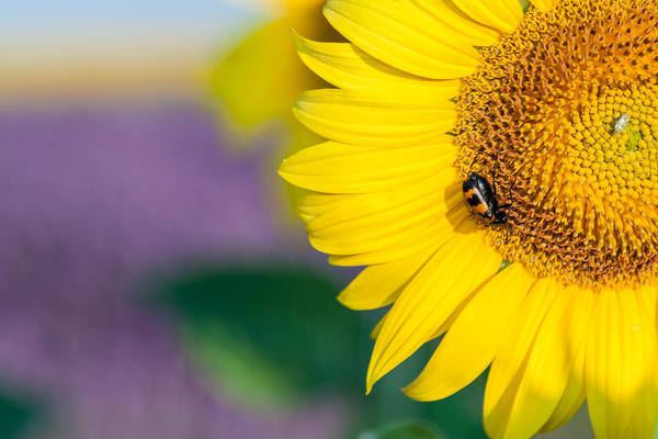 France, Provence Alps Cote d'Azur, Haute Provence, Plateau of Valensole. Lavender and sunflowers