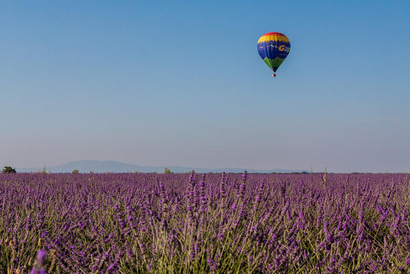 France, Provence Alps Cote d'Azur, Haute Provence, Plateau of Valensole. hot air ballon in Provence