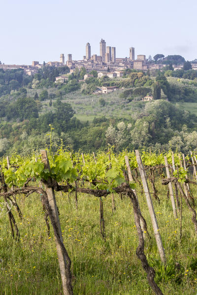 Vineyards and the town of San Gimignano on the background. Orcia Valley, Siena district, Tuscany, Italy.