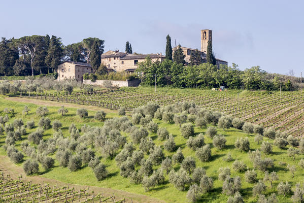 Farmhouse with vineyards and olive grove in Monteoliveto. Orcia Valley, Siena district, Tuscany, Italy.