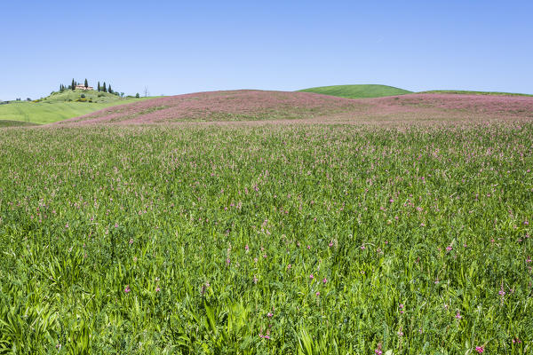 Flowers and green grass on the hills. Orcia Valley, Siena district, Tuscany, Italy.
