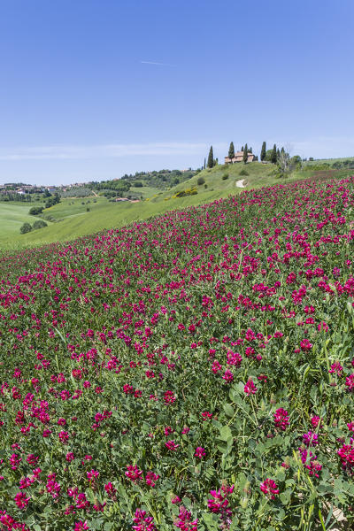 Flowers and green grass on the hills. Orcia Valley, Siena district, Tuscany, Italy.