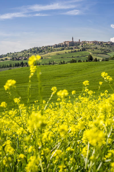 Expanse of rapeseed flowers and the town of Pienza on the background. Orcia Valley, Siena district, Tuscany, Italy.