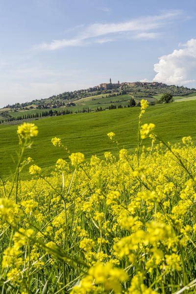 Expanse of rapeseed flowers and the town of Pienza on the background. Orcia Valley, Siena district, Tuscany, Italy.