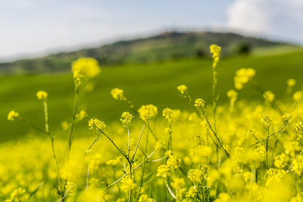 Rapeseed flowers. Orcia Valley, Siena district, Tuscany, Italy.