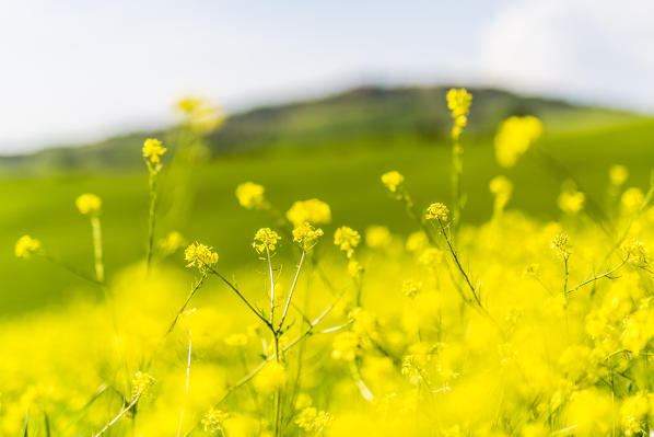Rapeseed flowers. Orcia Valley, Siena district, Tuscany, Italy.