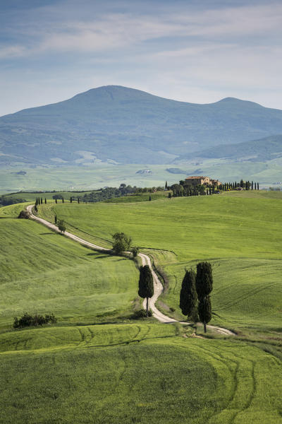 Road with cypresses and a farmhouse. Orcia Valley, Siena district, Tuscany, Italy.
