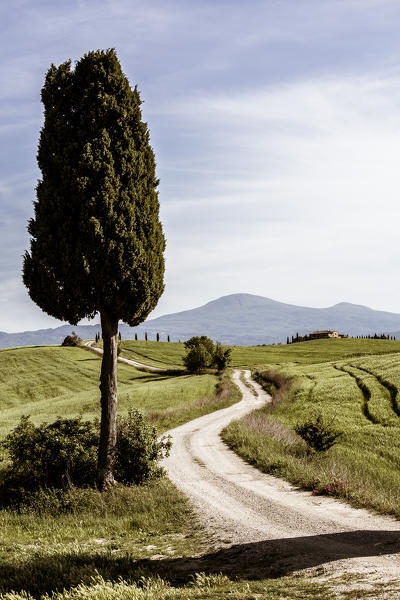 Road with cypresses. Orcia Valley, Siena district, Tuscany, Italy.