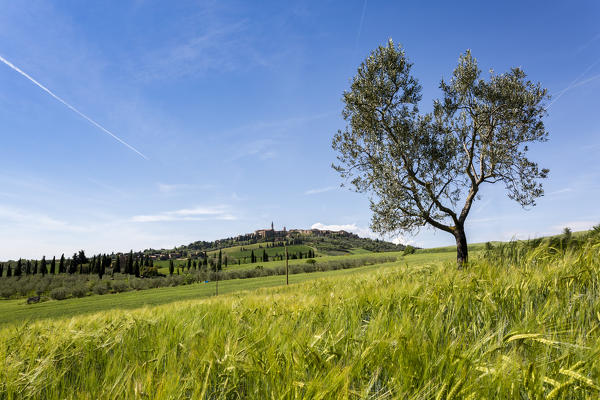 Oliove tree and Pienza on the background. Orcia Valley, Siena district, Tuscany, Italy.