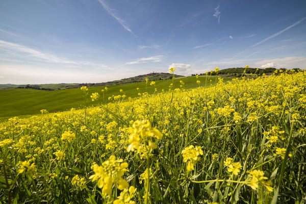 Expanse of rapeseed flowers and the town of Pienza on the background. Orcia Valley, Siena district, Tuscany, Italy.