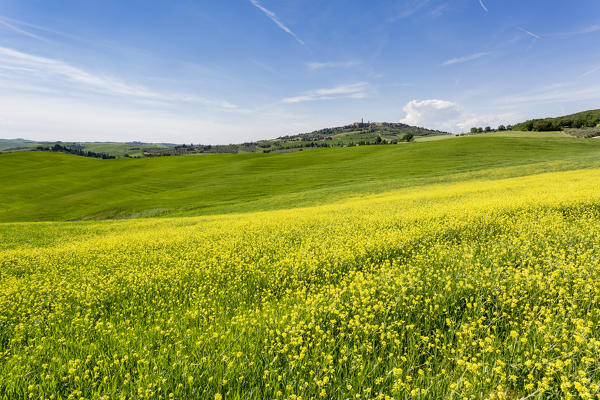Expanse of rapeseed flowers and the town of Pienza on the background. Orcia Valley, Siena district, Tuscany, Italy.