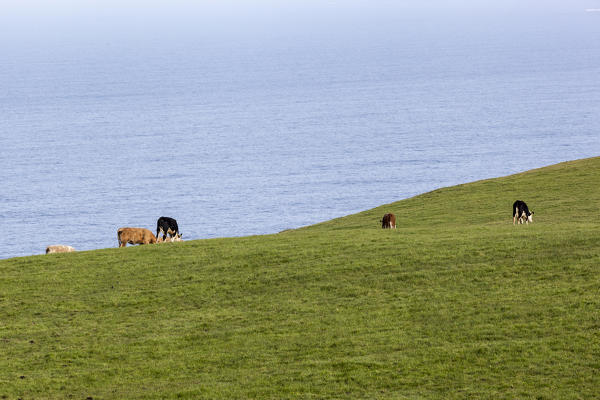Cows grazing in the countryside. County Clare, Ireland, Europe.