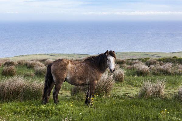 Horse in the countryside. County Clare, Ireland, Europe.