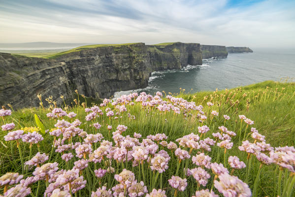 Cliffs of Moher with flowers on the foreground. Liscannor, Munster, Co.Clare, Ireland, Europe.
