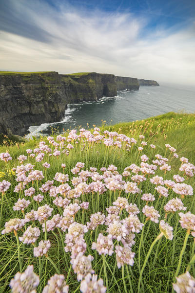 Cliffs of Moher with flowers on the foreground. Liscannor, Munster, Co.Clare, Ireland, Europe.