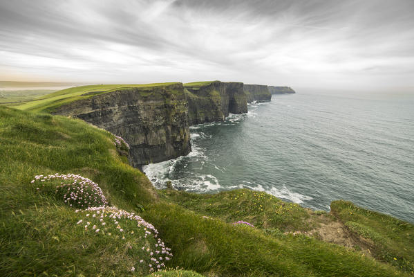 Cliffs of Moher with flowers on the foreground. Liscannor, Munster, Co.Clare, Ireland, Europe.