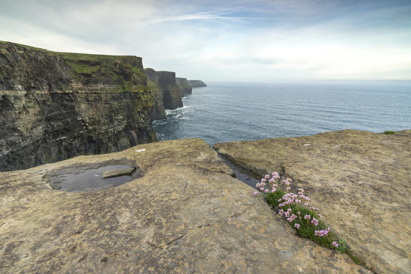 Flowers spring through rocks. Cliffs of Moher, Liscannor, Munster, Co.Clare, Ireland, Europe.