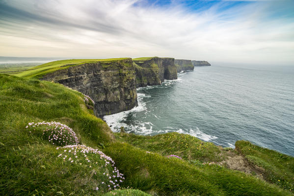Cliffs of Moher with flowers on the foreground. Liscannor, Munster, Co.Clare, Ireland, Europe.