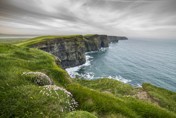 Cliffs of Moher with flowers on the foreground. Liscannor, Munster, Co.Clare, Ireland, Europe.