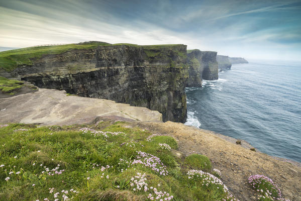 Cliffs of Moher with flowers on the foreground. Liscannor, Munster, Co.Clare, Ireland, Europe.