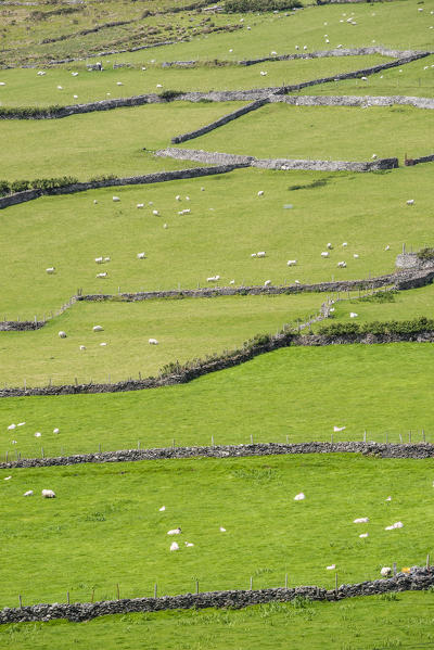 Irish scenery with dry stone walls and sheeps. County Kerry, Munster, Ireland, Europe.