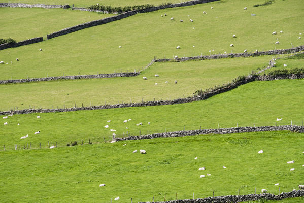 Irish scenery with dry stone walls and sheeps. County Kerry, Munster, Ireland, Europe.