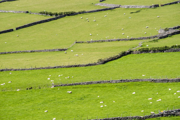 Irish scenery with dry stone walls and sheeps. County Kerry, Munster, Ireland, Europe.
