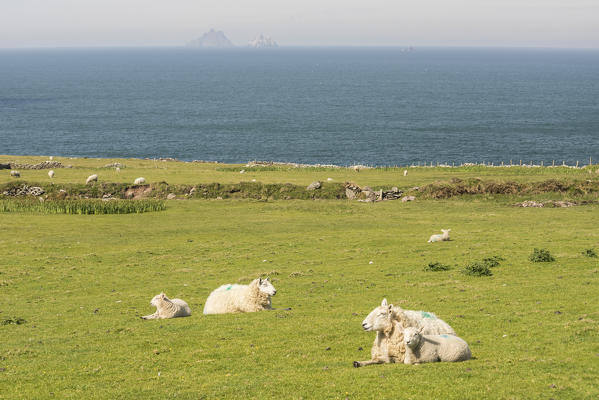 Sheeps on the grass along Skellig Ring and Skellig Islands on the backgroung. Skellig Ring, Co.Kerry, Munster, Ireland, Europe