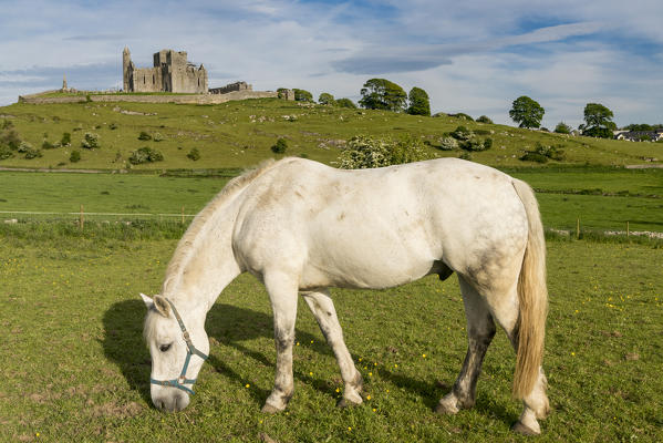 Horse grazing with Rock of Cashel on the background. Cashel, Co.Tipperary, Munster, Ireland, Europe.