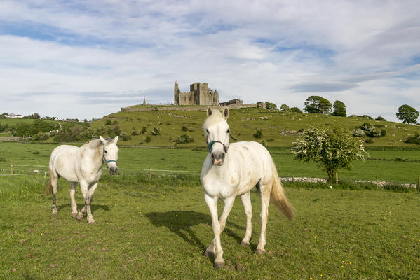 Two horses with Rock of Cashel on the background. Cashel, Co.Tipperary, Munster, Ireland, Europe.