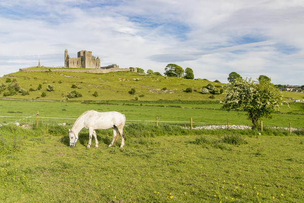 Horse grazing with Rock of Cashel on the background. Cashel, Co.Tipperary, Munster, Ireland, Europe.