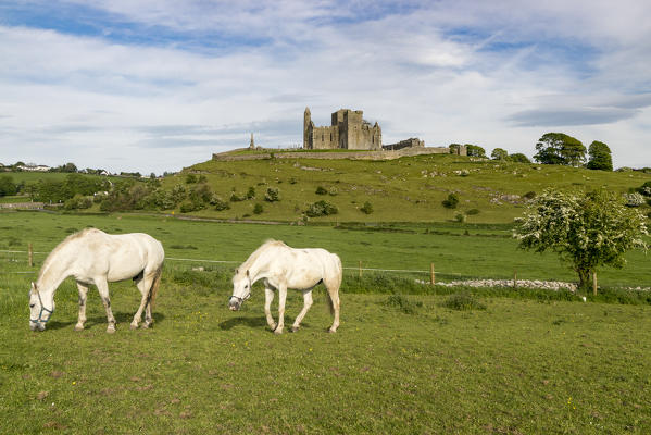 Two horses grazing with Rock of Cashel on the background. Cashel, Co.Tipperary, Munster, Ireland, Europe.