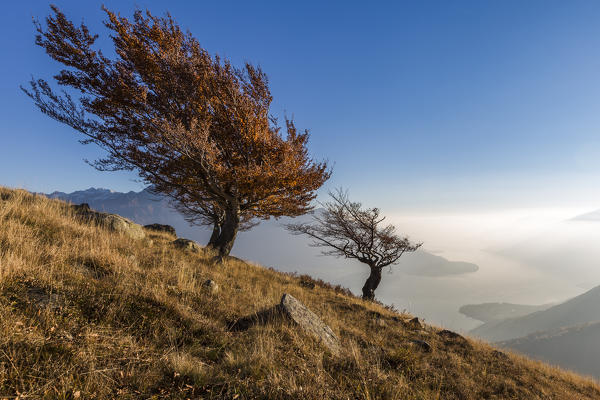 Beech trees with Lake Como on the background. Alto Lario, Como, Lombardy, Italy, Europe.