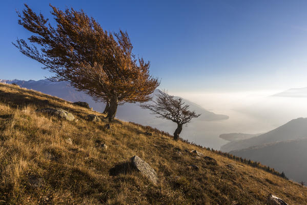 Beech trees with Lake Como on the background. Alto Lario, Como, Lombardy, Italy, Europe.