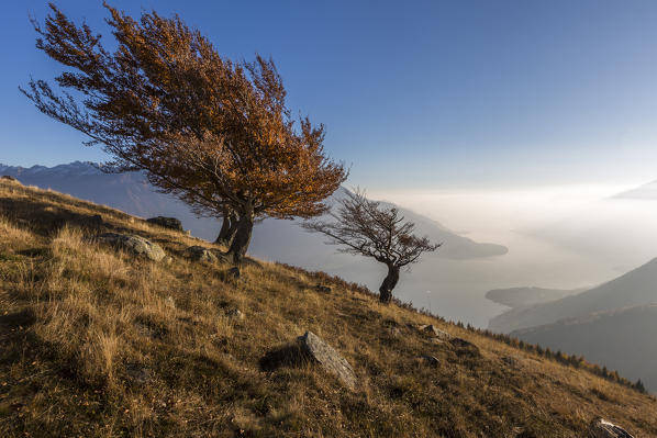 Three beech trees with Lake Como on the background. Alto Lario, Como, Lombardy, Italy, Europe.
