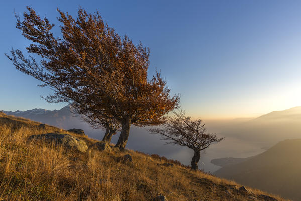 Three beech trees with Lake Como on the background. Alto Lario, Como, Lombardy, Italy, Europe.