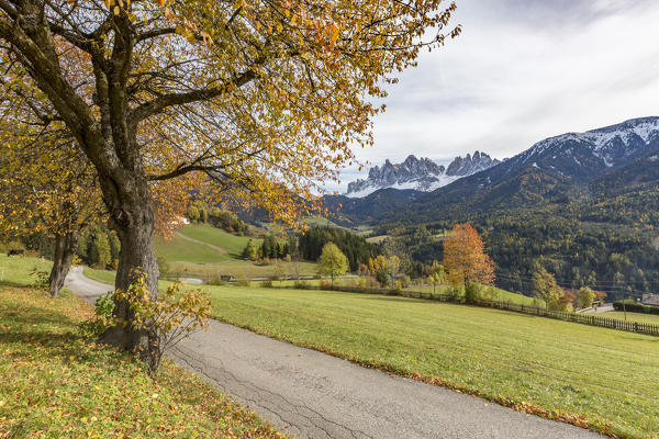 Autumnal cherry tree on the road and Odle Dolomites in the background. Santa Maddalena, Funes, Bolzano, Trentino Alto Adige - Sudtirol, Italy, Europe.