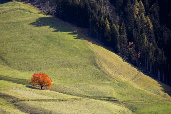 Lone cherry tree with autumnal leaves. Santa Maddalena, Funes, Bolzano, Trentino Alto Adige - Sudtirol, Italy, Europe.