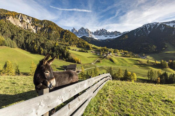 Donkey with the village and Odle Dolomites peaks on the background. Santa Maddalena, Funes, Bolzano, Trentino Alto Adige - Sudtirol, Italy, Europe.